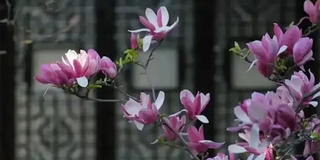 今日消息｜太美了！春风拂古刹，清明踏青赏花正当时！.jpg